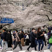 Vi khuẩn "ăn thịt người" tấn công Nhật Bản